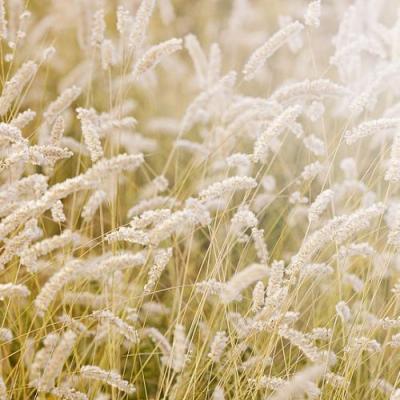 �������� Taryop